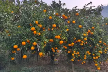 A Culinary Journey Through the Sweet and Sour Delights of Pingshan Navel Oranges A Culinary Journey Through the Sweet and Sour Delights of Pingshan Navel Oranges